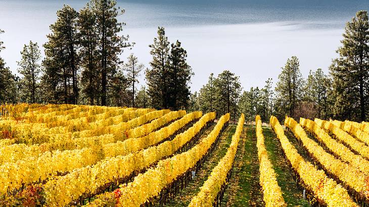 Rows of yellow vines with trees and mist at the back Rows of yellow vines with trees and mist at the back