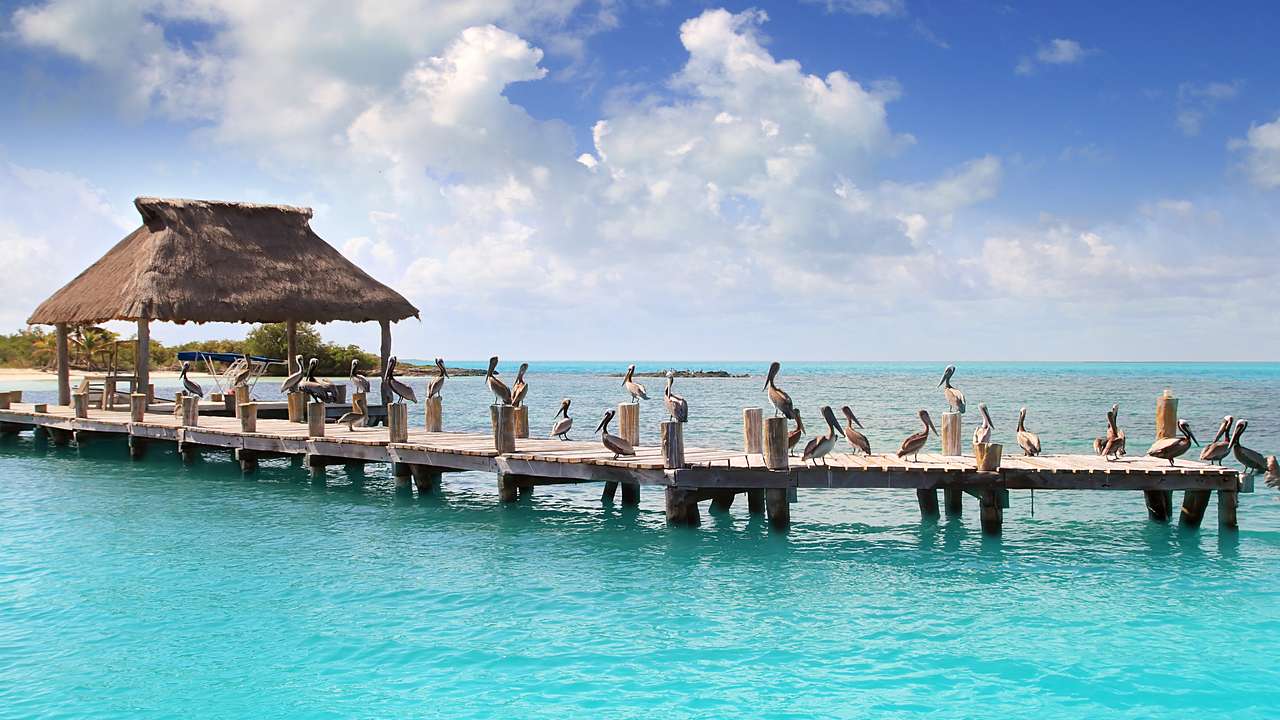Pelicans standing on a wooden pier with a hut over beautiful blue water on a nice day