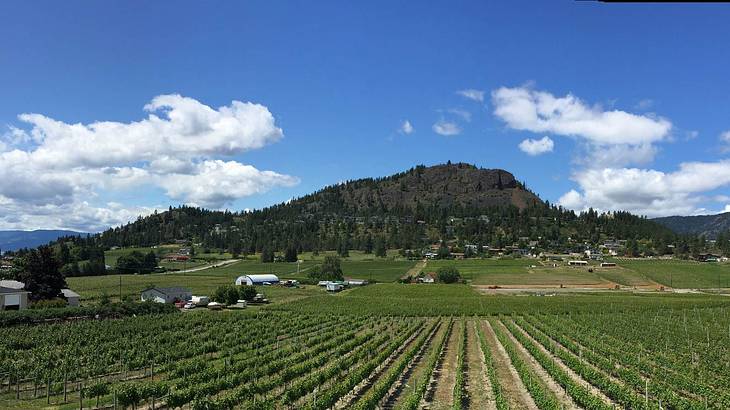 Rows of vines with mountains at the back