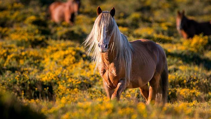 A brown Chincoteague pony in a field with vegetation and two other horses