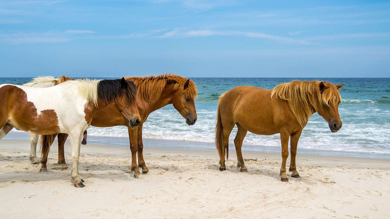 Three wild horses standing on the sand next to the ocean