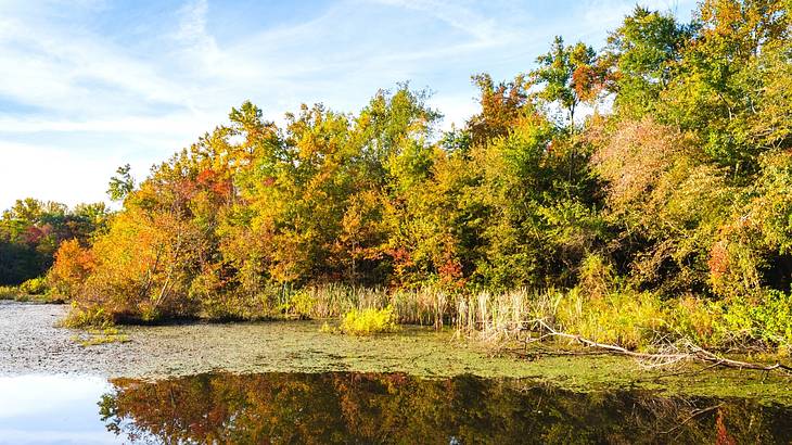 Colorful trees along swamp-like water with plants growing in it