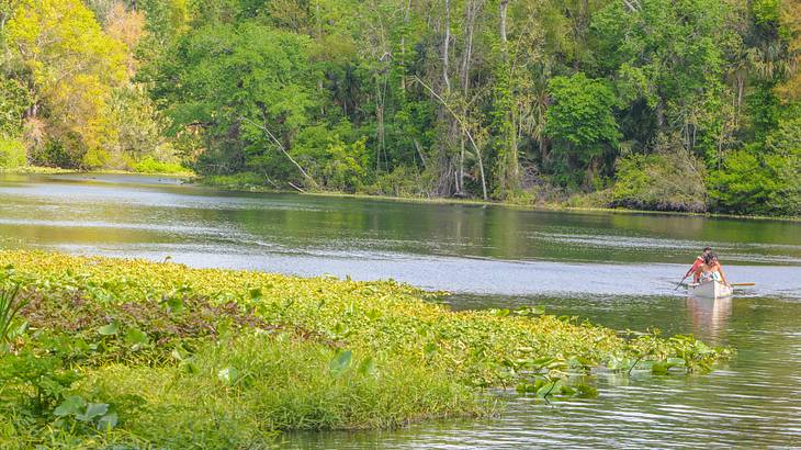 People kayaking on a river surrounded by green trees and plants