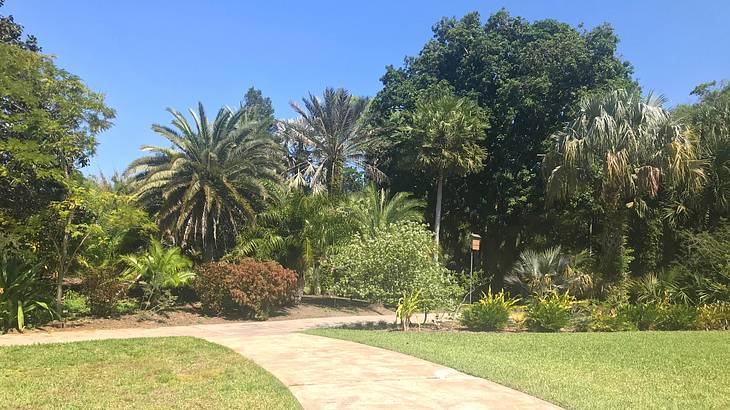 A path through grass next to bushes and trees on a bright day