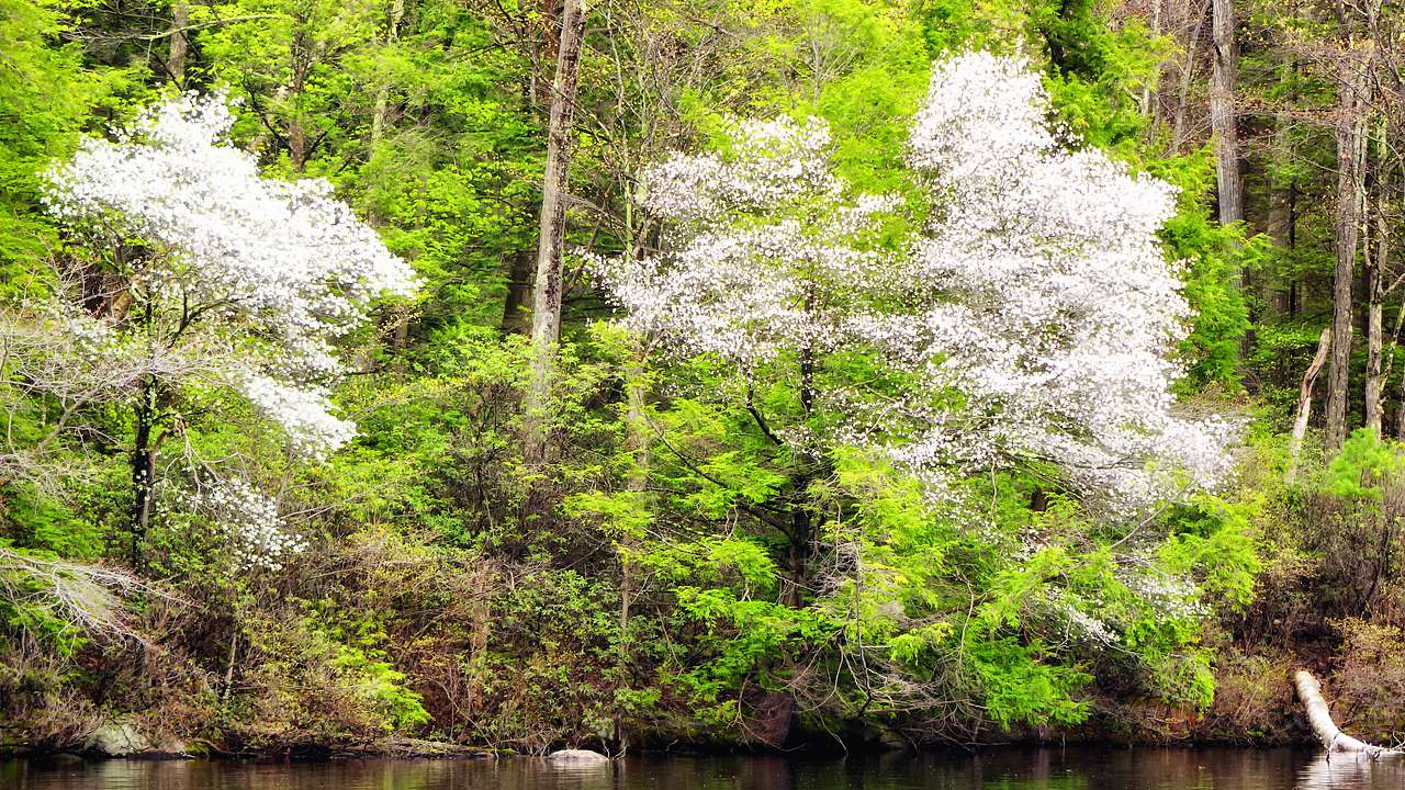 The shore of a pond with green trees and Mountain Laurel flowers