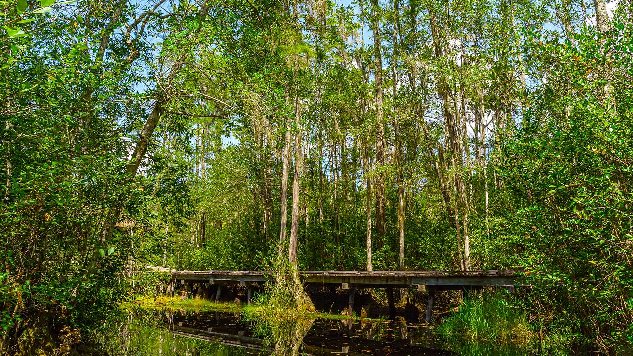 A wooden footbridge in the middle of a swamp surrounded by trees