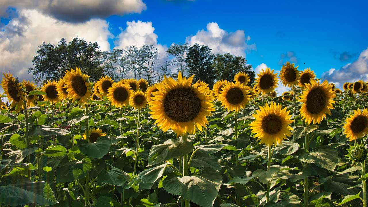 A field with blooming sunflower plants from below on a nice day