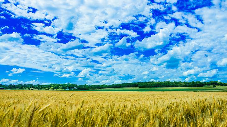A wheat field with trees and plants in the background on a partly cloudy day