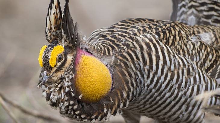 A chicken with white and brown stripes, yellow eyebrows, and an air sac