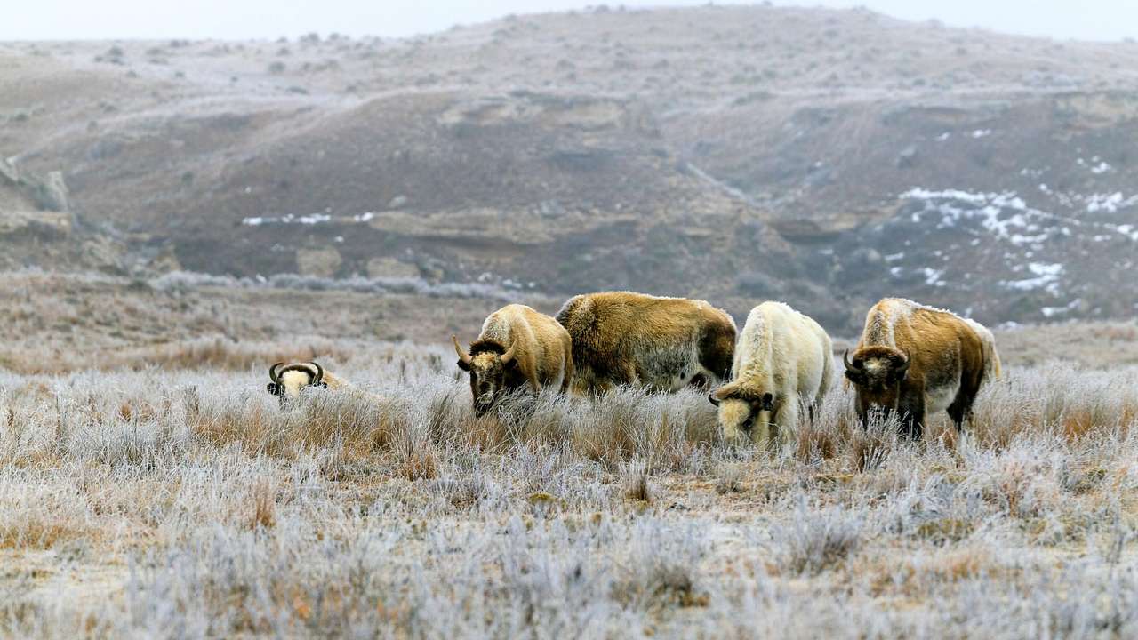 Looking at a herd of white and brown bison grazing on grass in winter