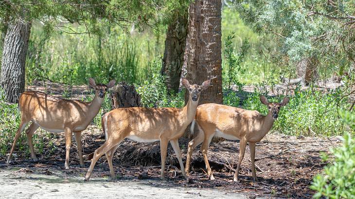 Three deer taking shade in a forest