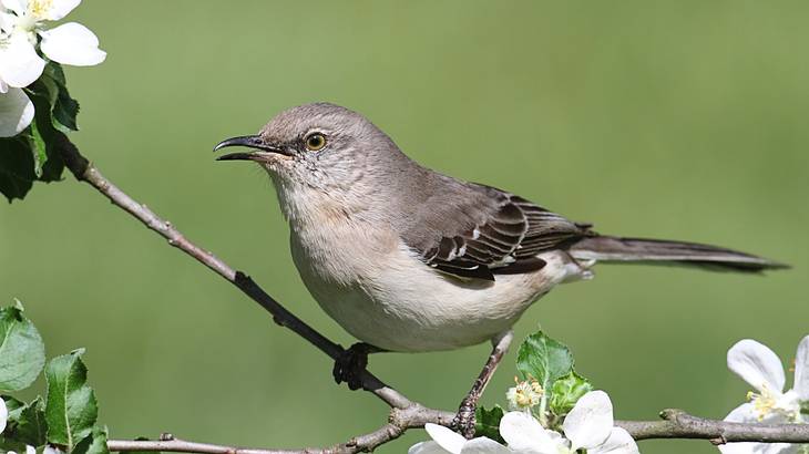 A bird in shades of gray sitting on a branch with white flowers and leaves