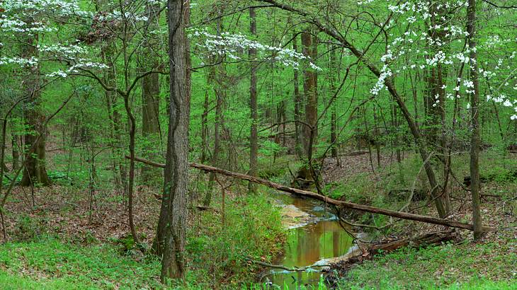 A creek in middle of a wooded area