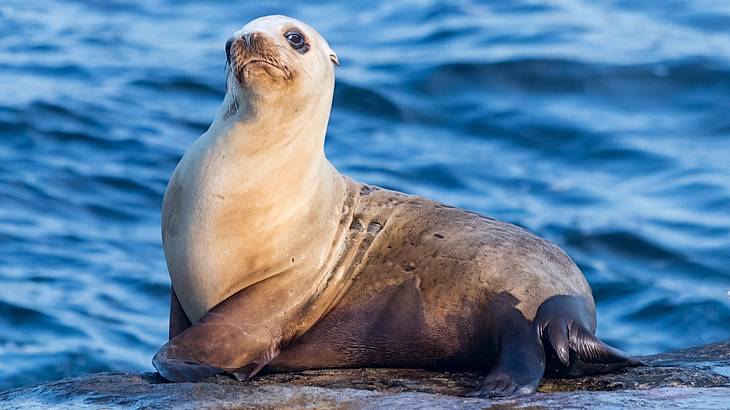 A seal sitting on a rock surrounded by water