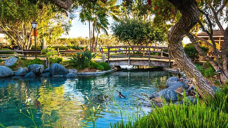 A pond with ducks on it and a bridge across it surrounded by greenery