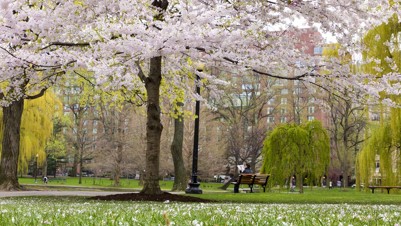 A park with a bench and cherry blossom trees