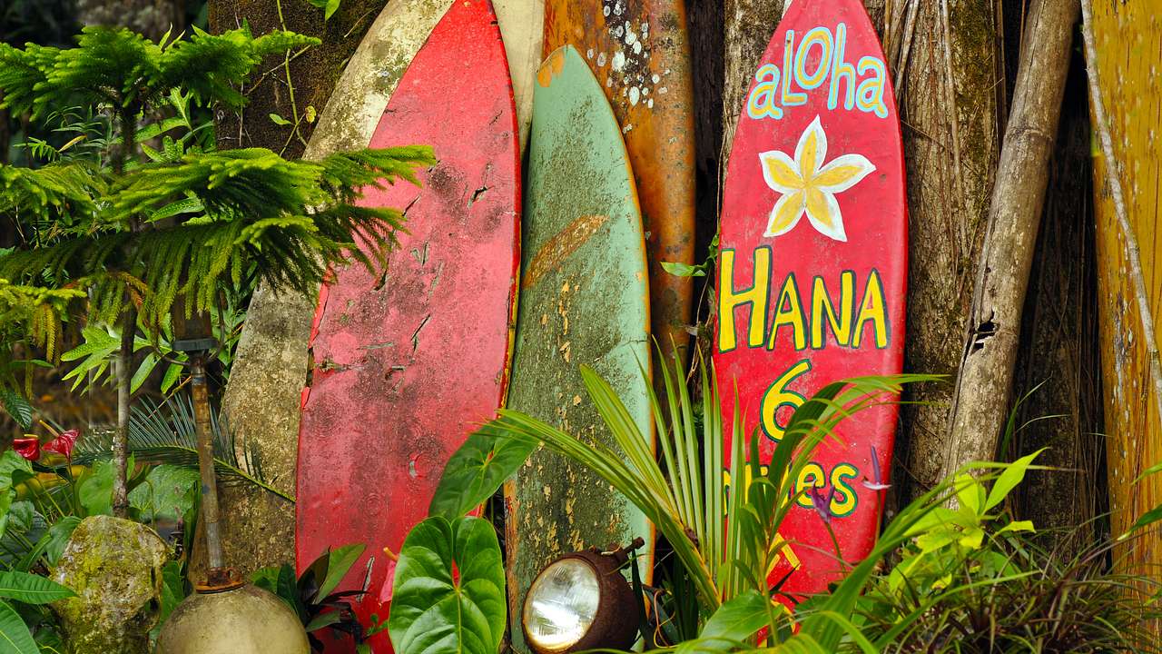 Surfboards against a tree, one with a sign "Aloha Hana" with a plant in front of it