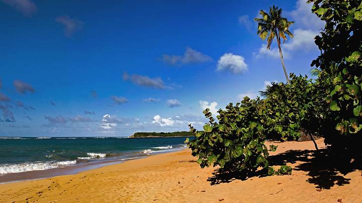 Yellowish sand on a beach with the ocean to one side and green trees on the other