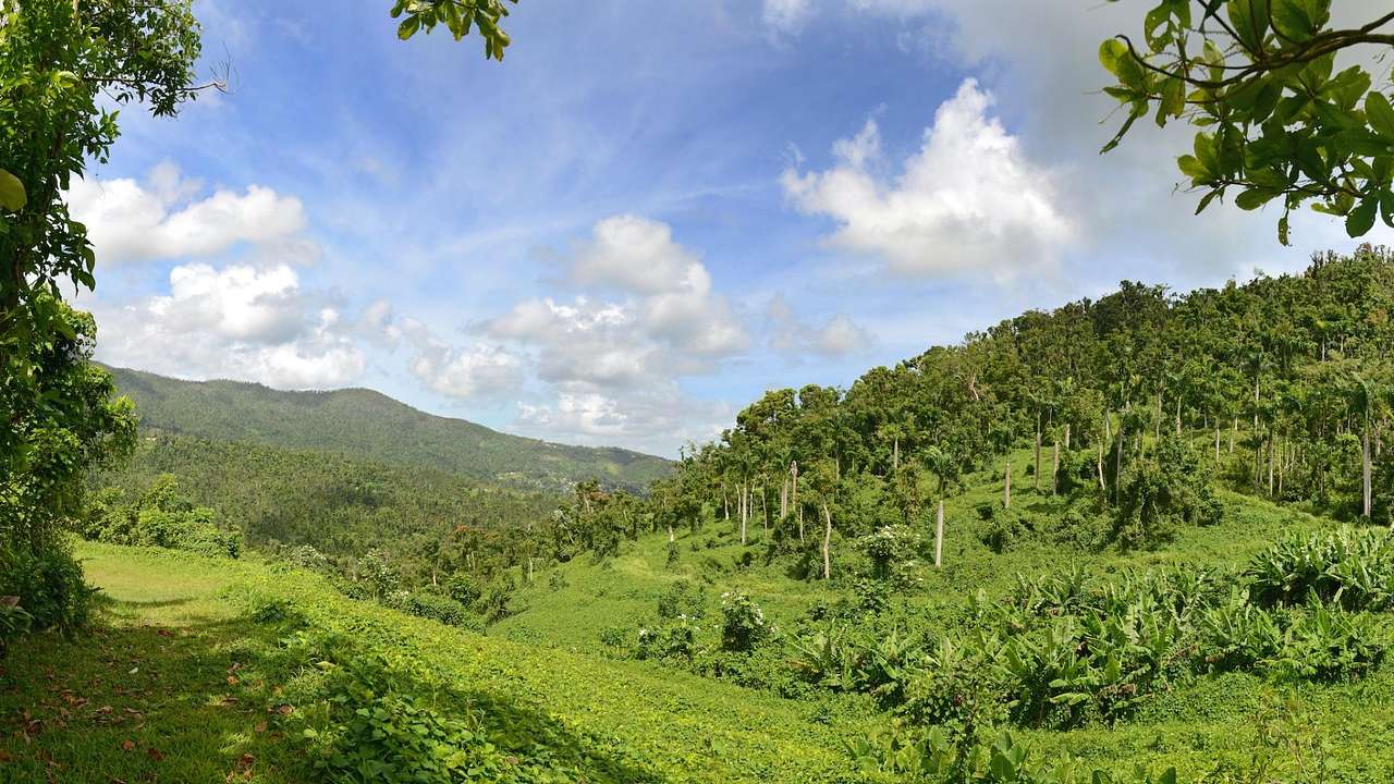 Greenery-covered hills in a rainforest under a blue sky with clouds