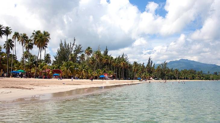 A beach with the ocean, sand, and palm trees under a sky with white clouds