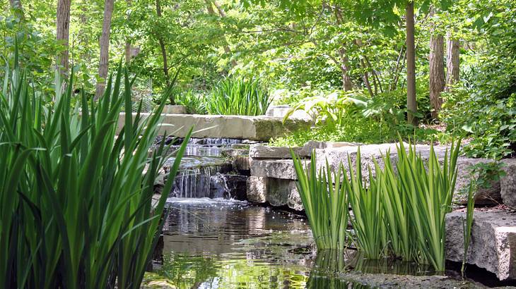 A small waterfall and body of water surrounded by greenery