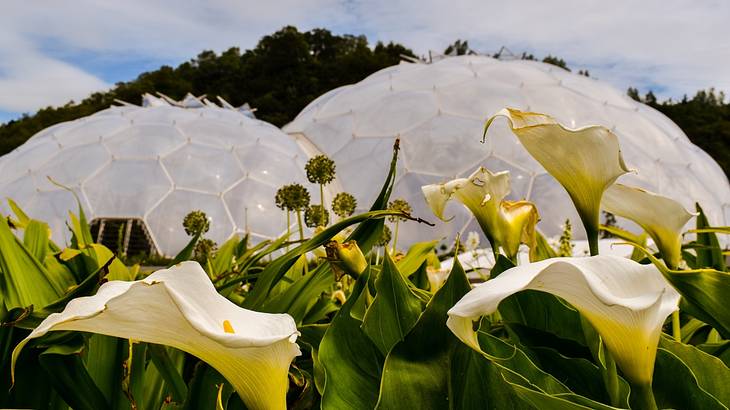 Big white petal flowers with the white Eden Project Biodomes in the background