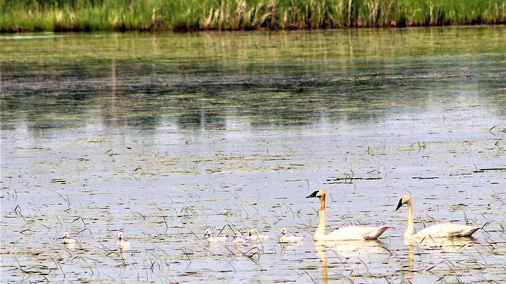 Two adult swans and six cygnets on a body of water next to the greenery in a park