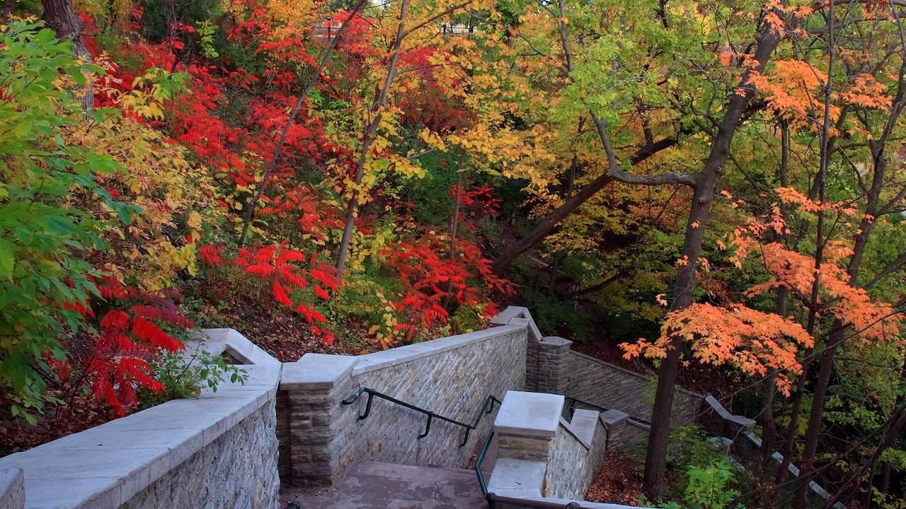 Descending concrete stairs surrounded by fall trees