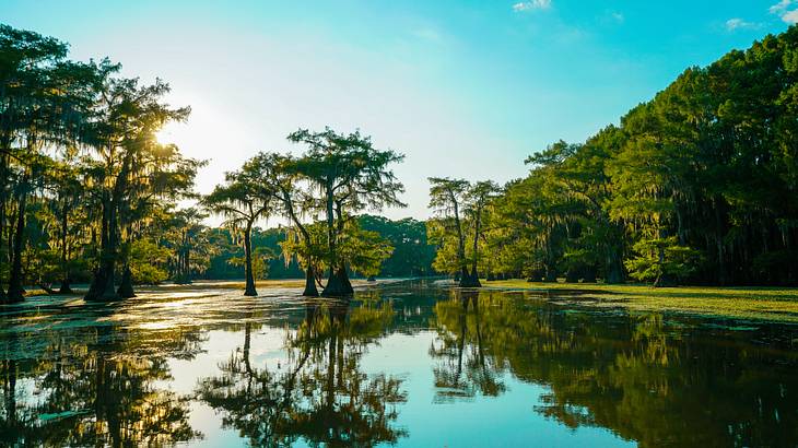 A body of water with trees around it and a clear blue sky