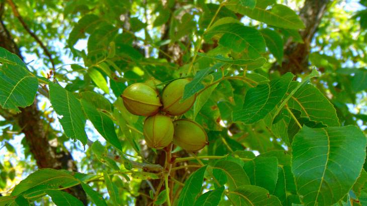 One of the fun facts about Texas state is that the state tree is the pecan tree