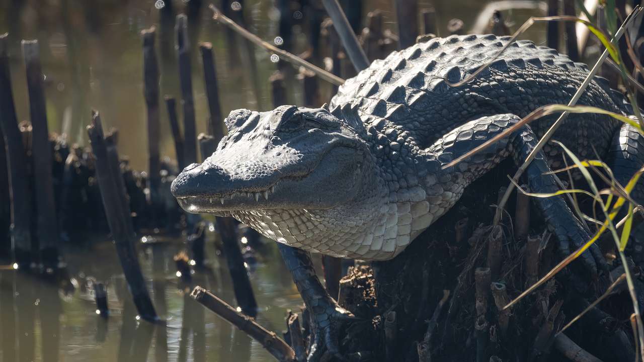 A grey crocodile on a tree branch near water