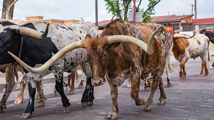 A group of longhorns walking on a street