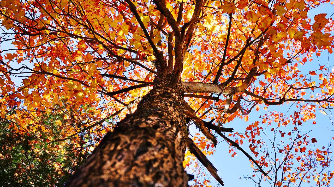 Under-branch view of a Maple tree with autumn orange leaves