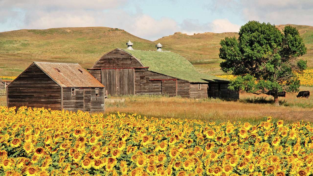 A field of sunflowers near barns and hills under a cloudy sky