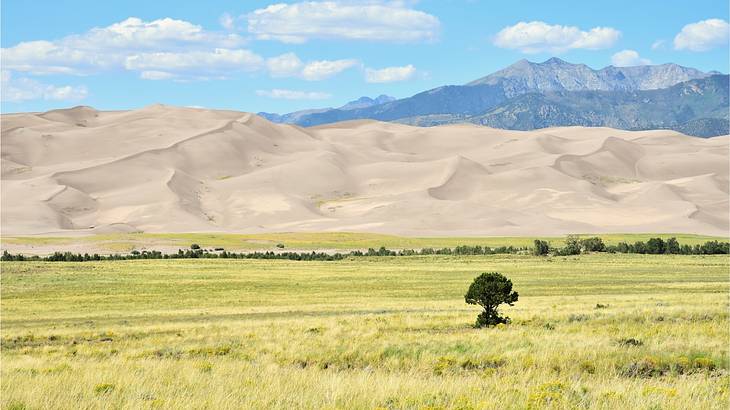 Grassland in the front with gigantic sand dunes and mountains in the background