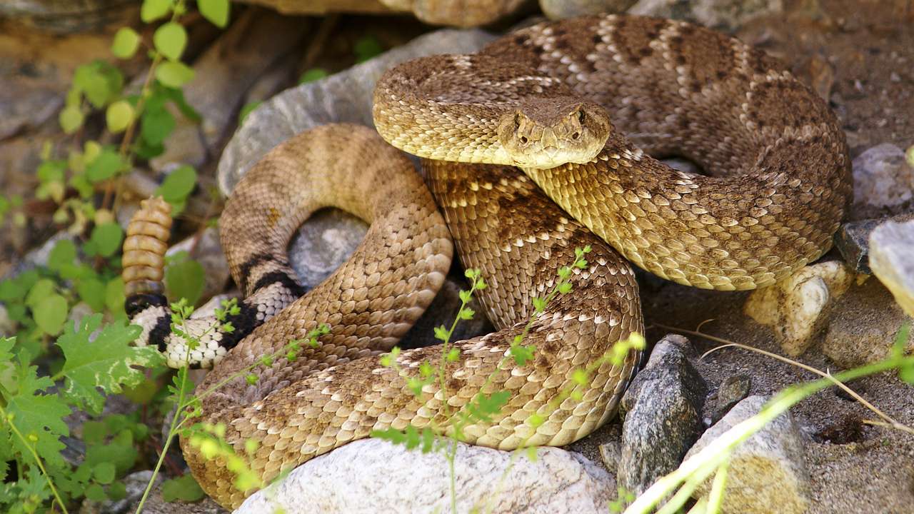 A gray and brown rattlesnake on top of rocks