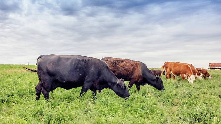 Moo-Waukee is one of the Milwaukee nicknames that pay homage to its dairy industry