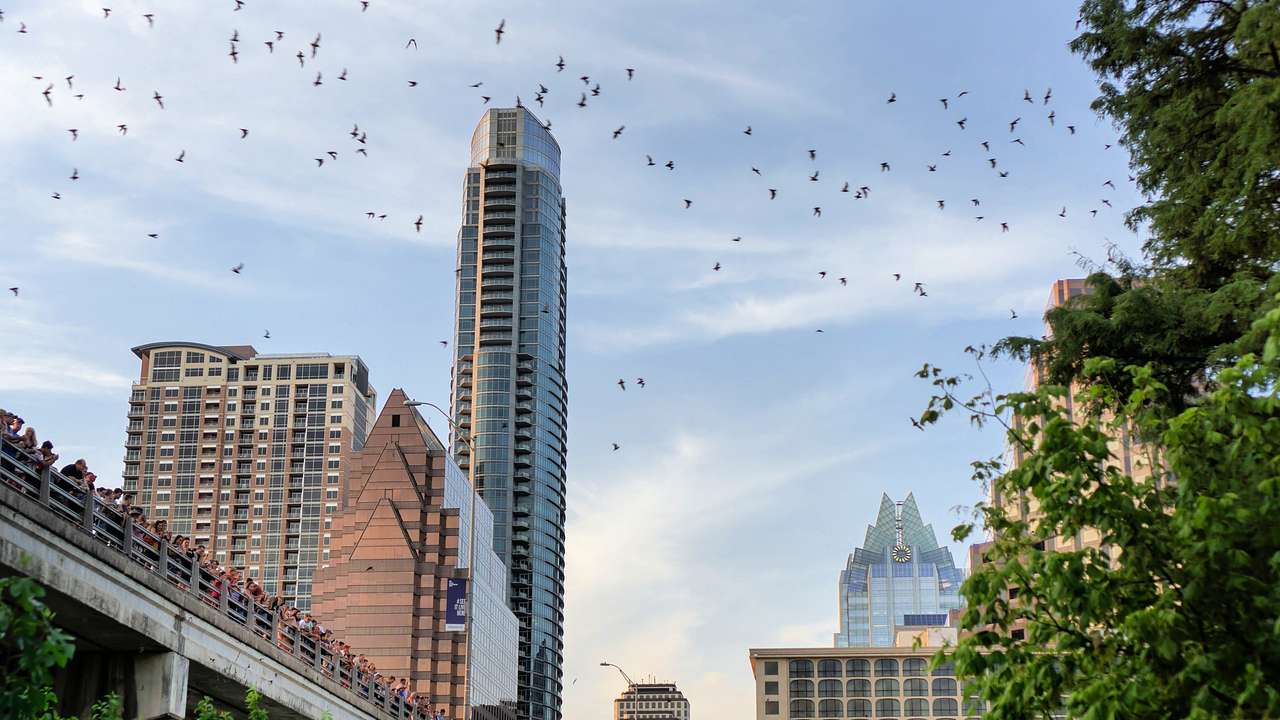 Bat City is one of the nicknames for Austin, Texas