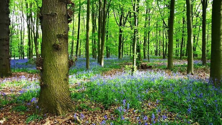 Carpet of bluebell flowers lining a forest floor full of tall green trees Carpet of bluebell flowers lining a forest floor full of tall green trees