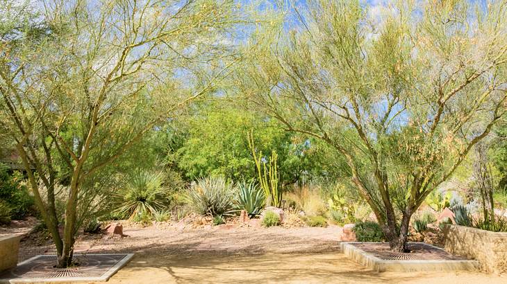 A garden with a path surrounded by green trees and cacti