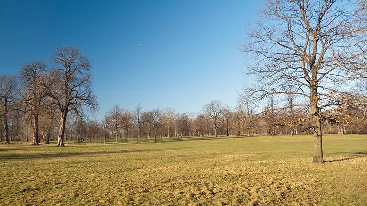 A large open area covered with bare trees and green grass