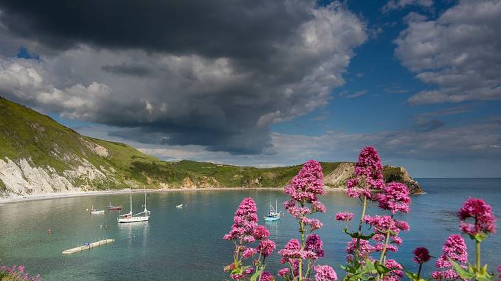 A shore with a rocky cliff and some boats with pink flowers in the foreground