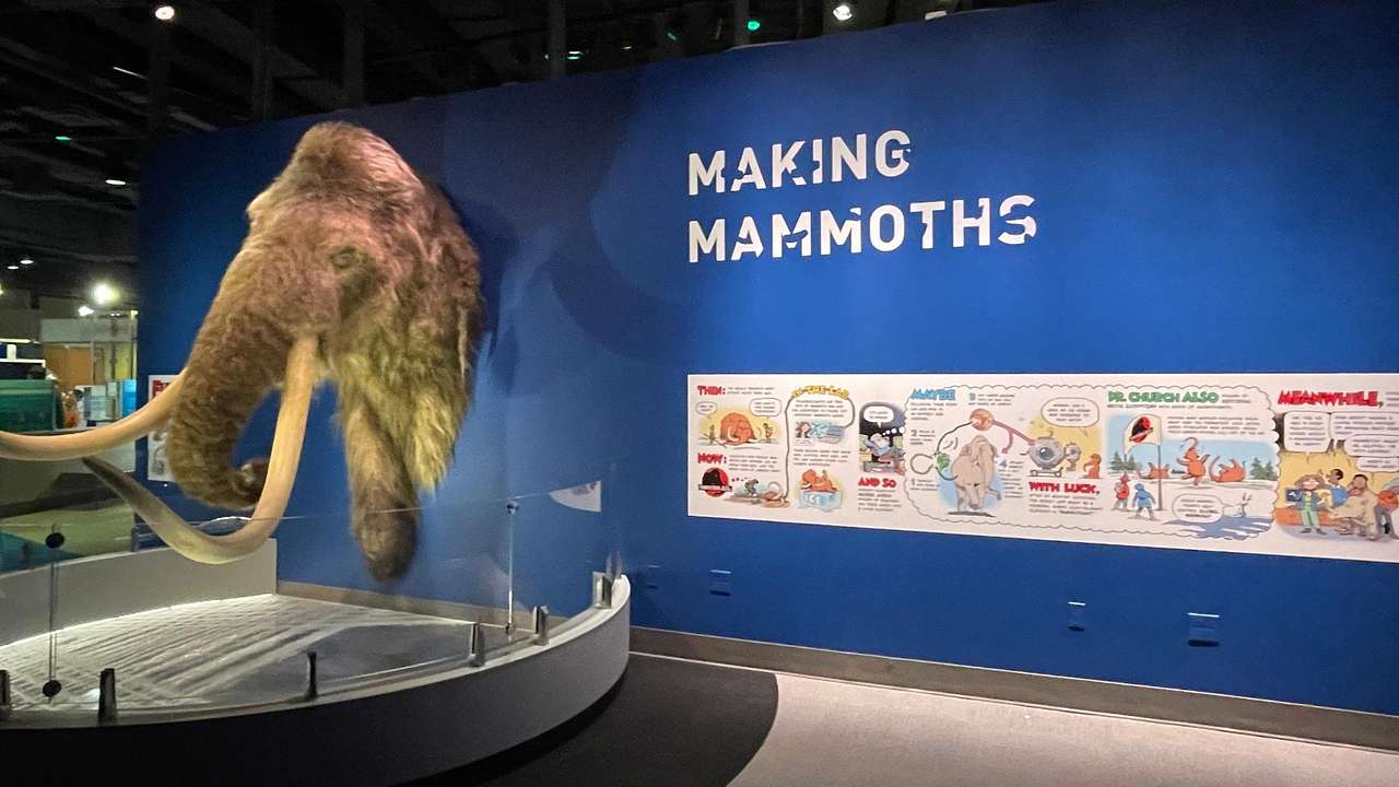 A science museum exhibit with a blue wall with signs and a wholly mammoth sculpture