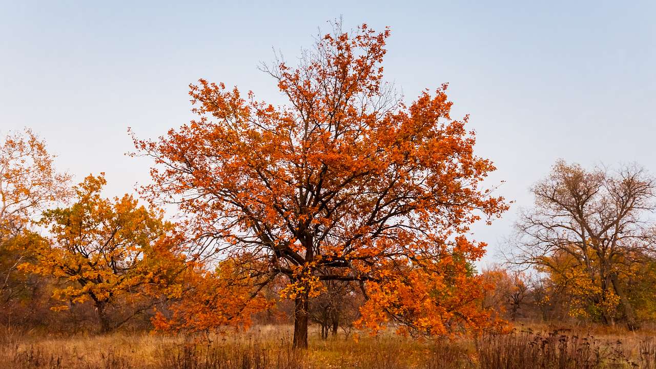 Red oak trees on a grassy plain on a clear day