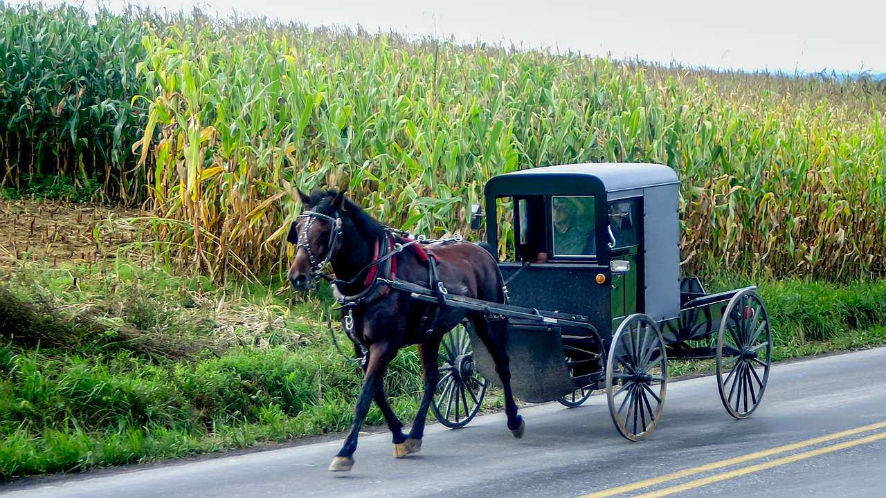 Tall plant growth behind an Amish horse-drawn carriage