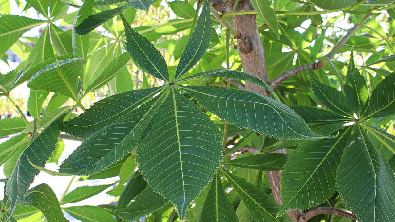 Closeup of the green leaves of a buckeye tree