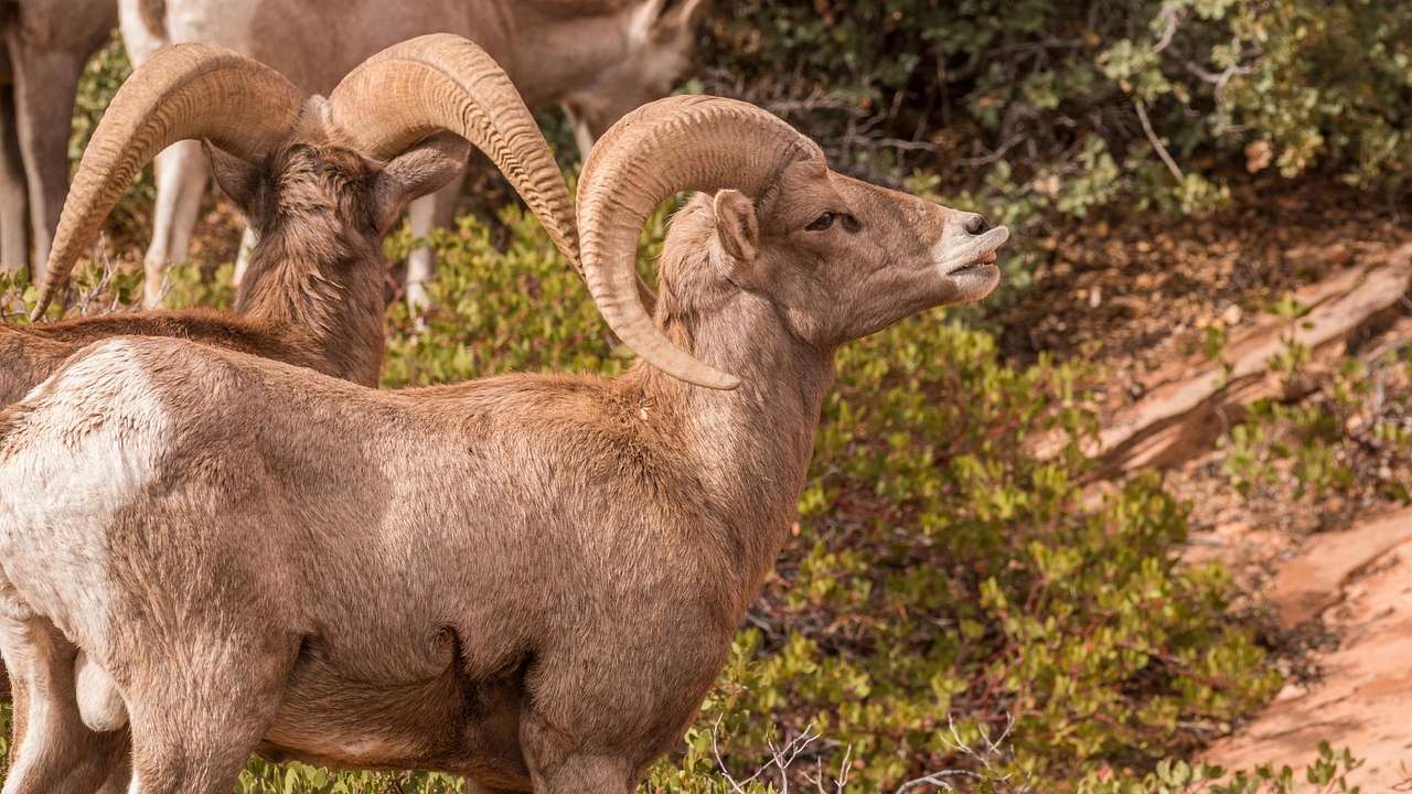 A flock of Desert Bighorn Sheep in an area with green bushes