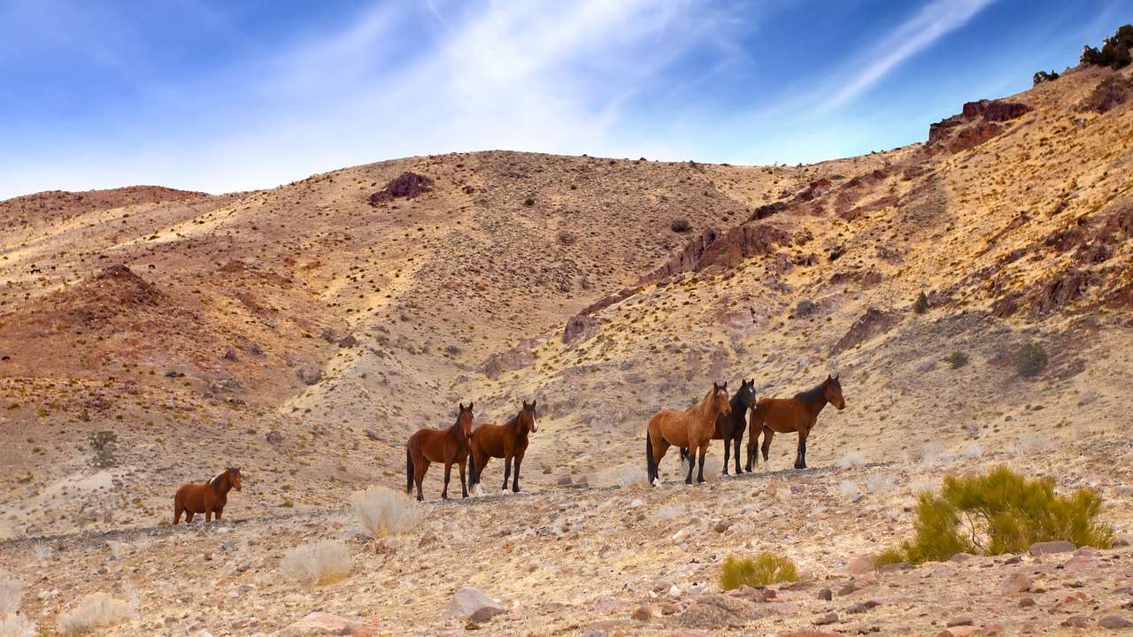 A herd of wild horses at the foot of a rugged brown hill