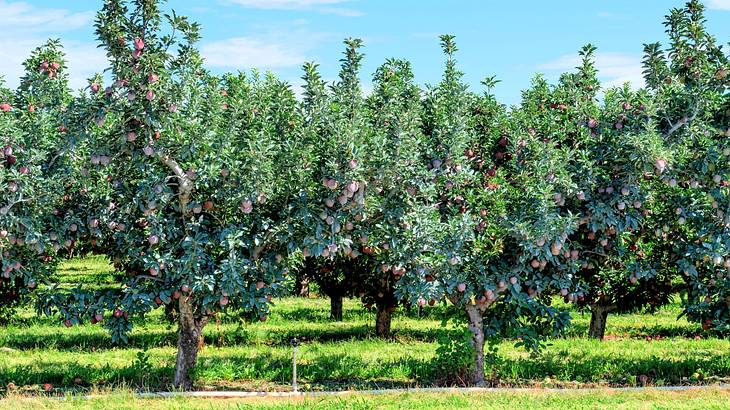 "The Apple State" is one of the nicknames for Washington state