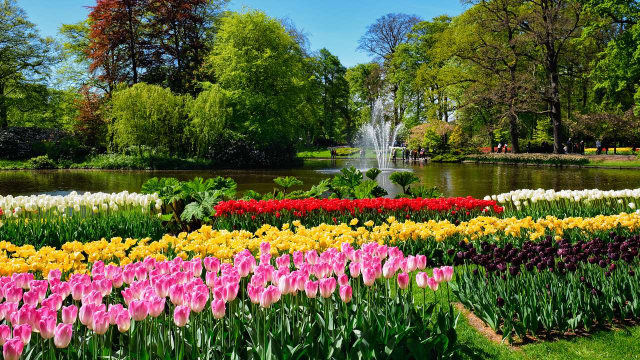 Blooming tulips near a water fountain and trees under a blue sky